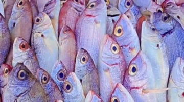 أسعار المرجان وسمك مطروح تصل إلى 180 جنيهاً اليوم الخميس